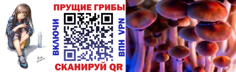 Псилоцибиновые грибы Cubensis  Нахабино 